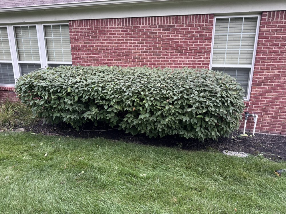 Professional hedge trimming for residential landscaping in Carmel, IN Professional hedge trimming for residential landscaping in Carmel, IN