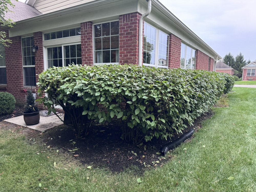 Hedge trimming and landscape maintenance along a brick home in Carmel, Indiana Hedge trimming and landscape maintenance along a brick home in Carmel, Indiana