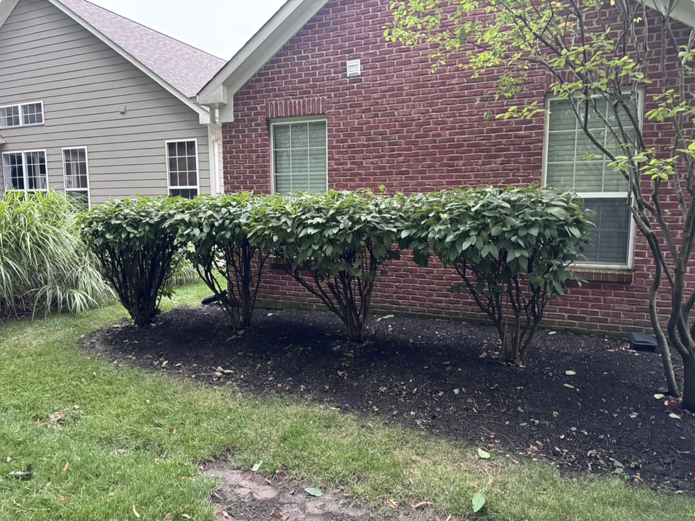Landscaping with trimmed hedges and fresh mulch at a Carmel, IN home by A1 Home Services Landscaping with trimmed hedges and fresh mulch at a Carmel, IN home by A1 Home Services